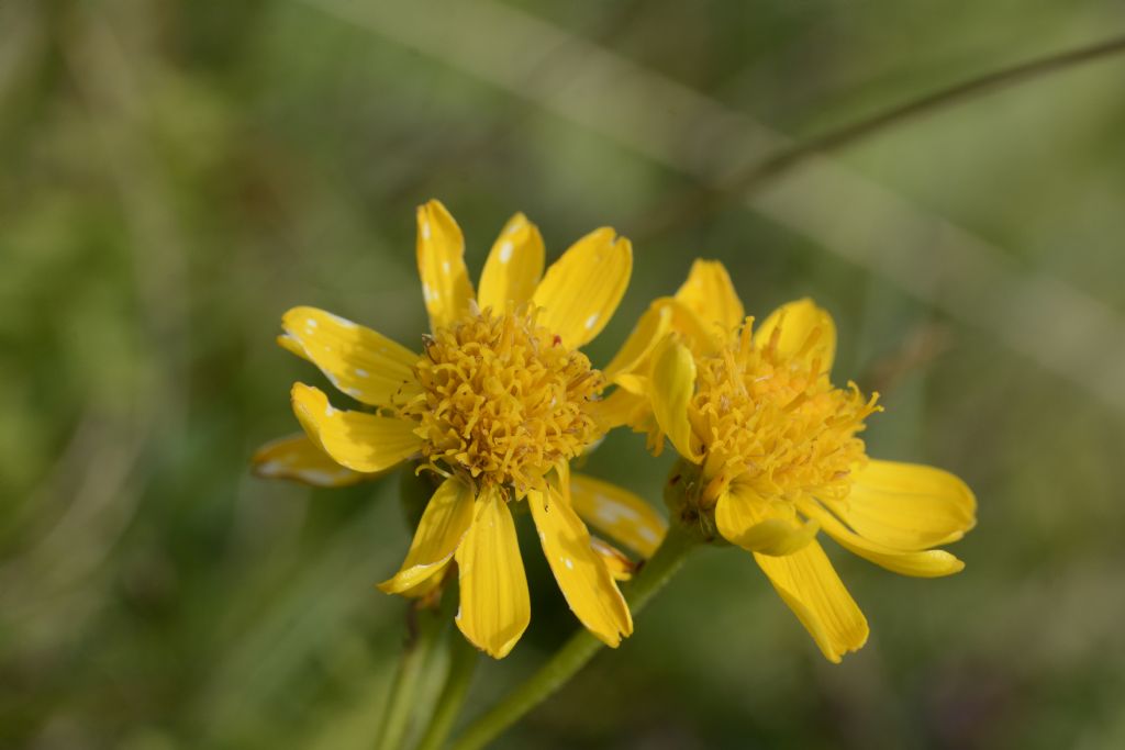 Jacobaea abrotanifolia