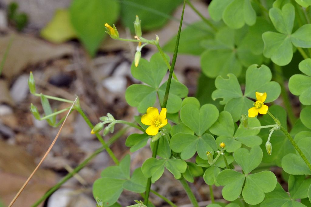 Oxalis gialla: Oxalis cfr. dillenii