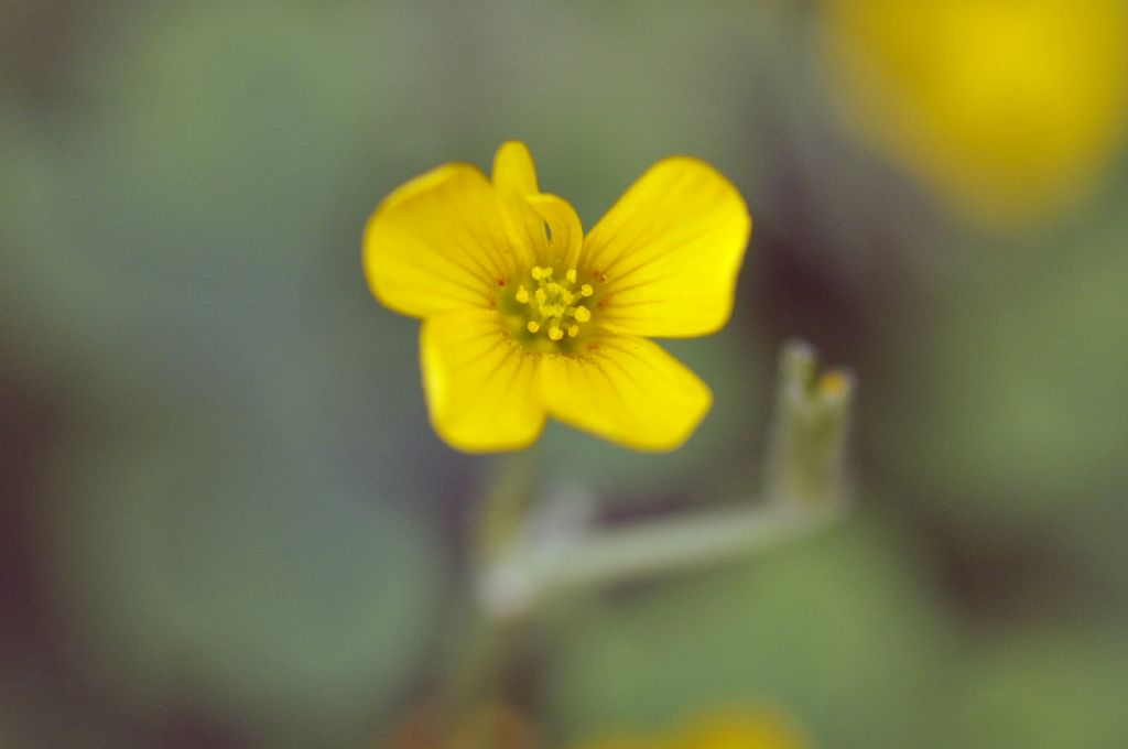 Oxalis gialla: Oxalis cfr. dillenii