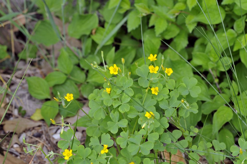 Oxalis gialla: Oxalis cfr. dillenii