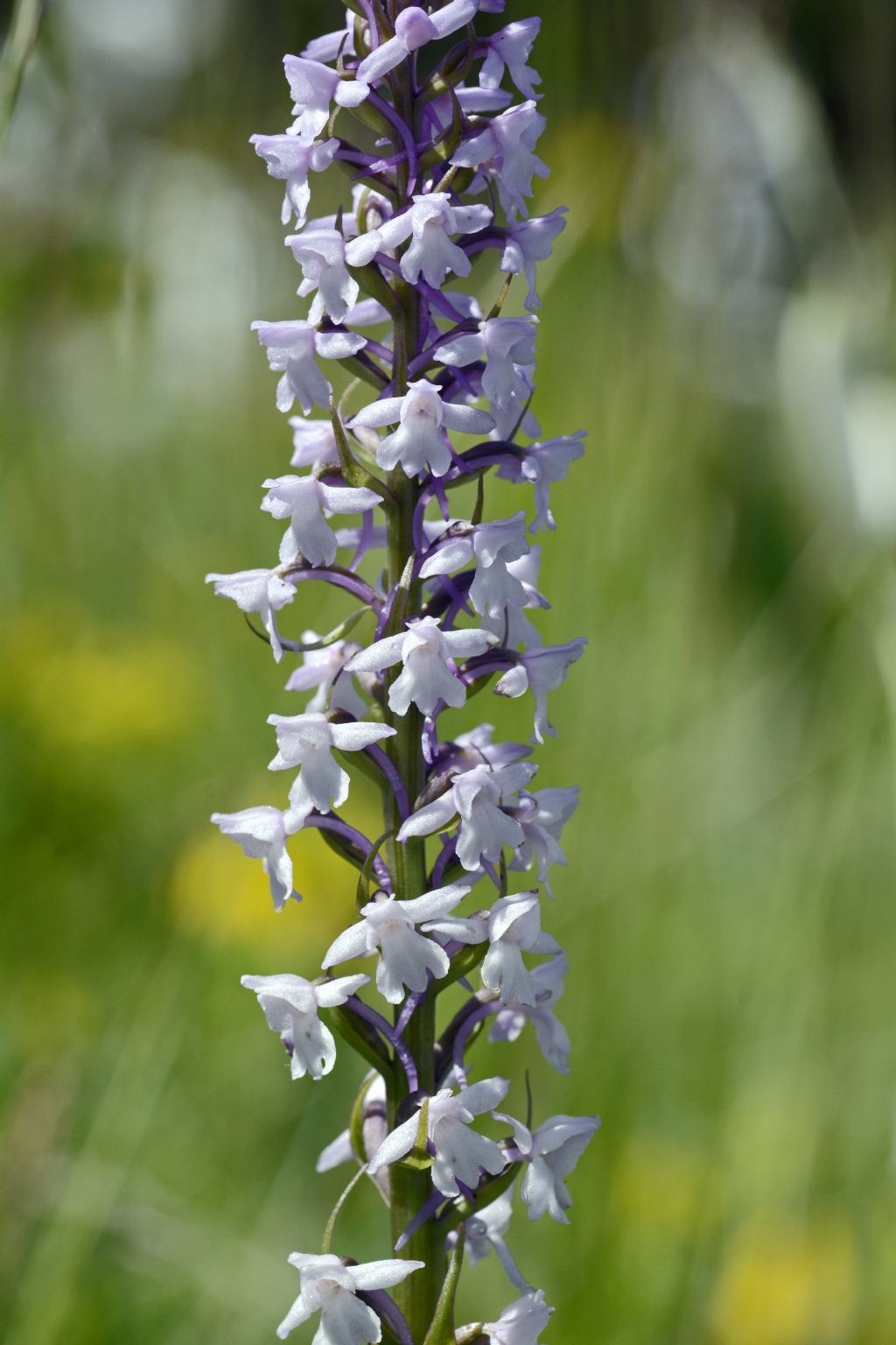 Orchidea con forte profumo di vaniglia - Gymnadenia conopsea