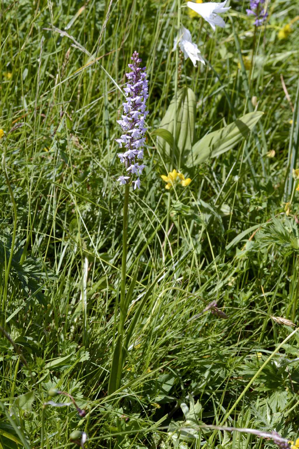 Orchidea con forte profumo di vaniglia - Gymnadenia conopsea