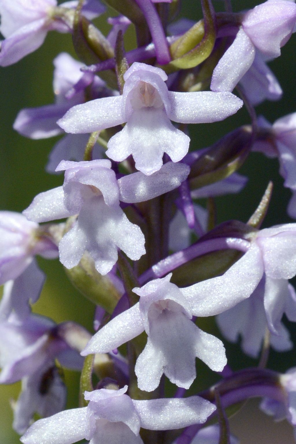 Orchidea con forte profumo di vaniglia - Gymnadenia conopsea