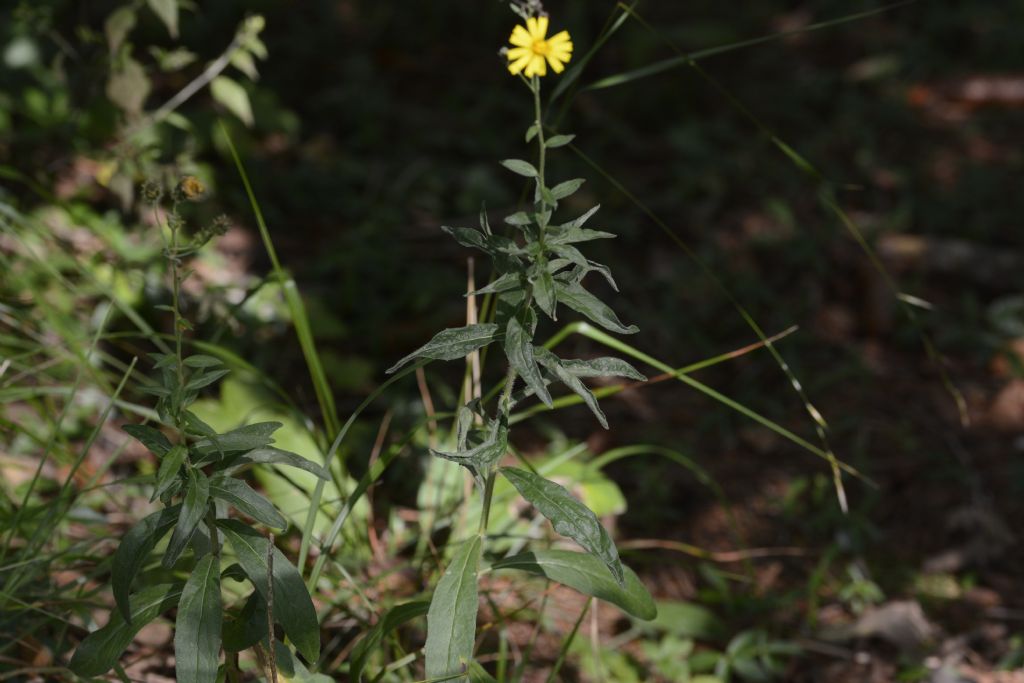 Fiore a me sconosciuto:   Hieracium sp.
