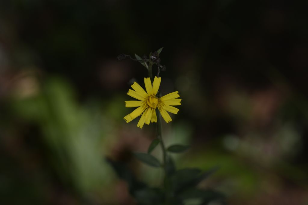 Fiore a me sconosciuto:   Hieracium sp.