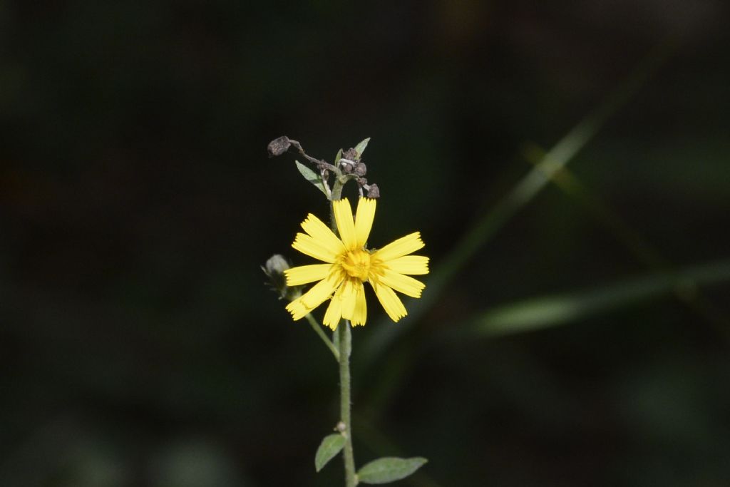 Fiore a me sconosciuto:   Hieracium sp.