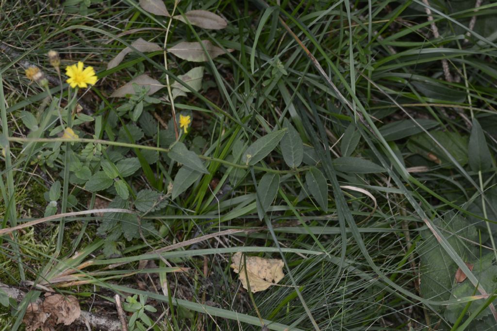 Fiore a me sconosciuto:   Hieracium sp.