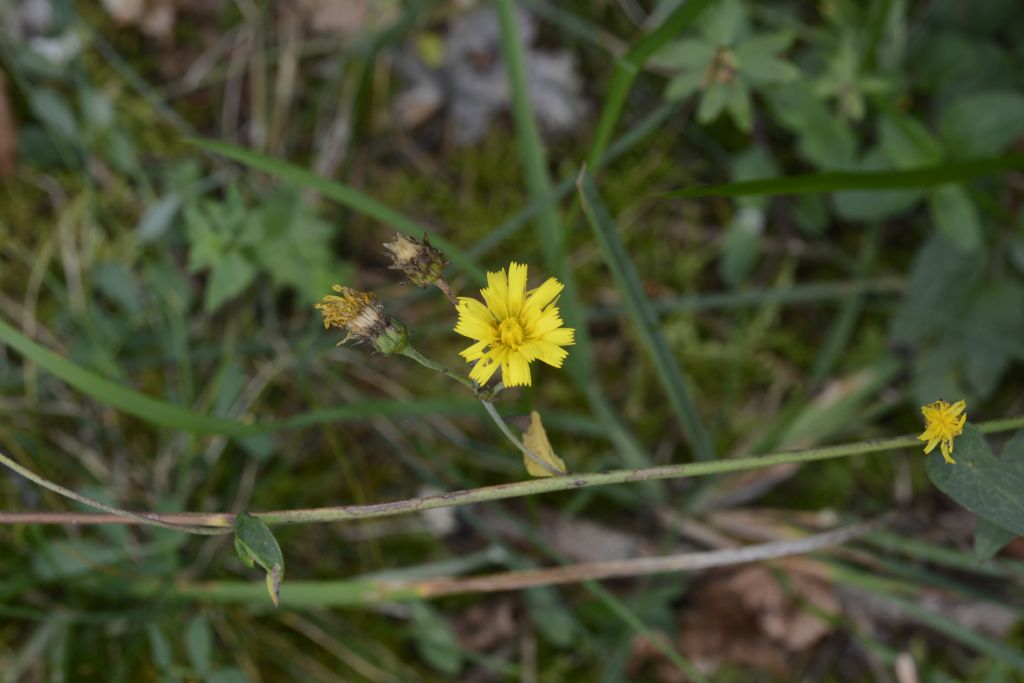 Fiore a me sconosciuto:   Hieracium sp.