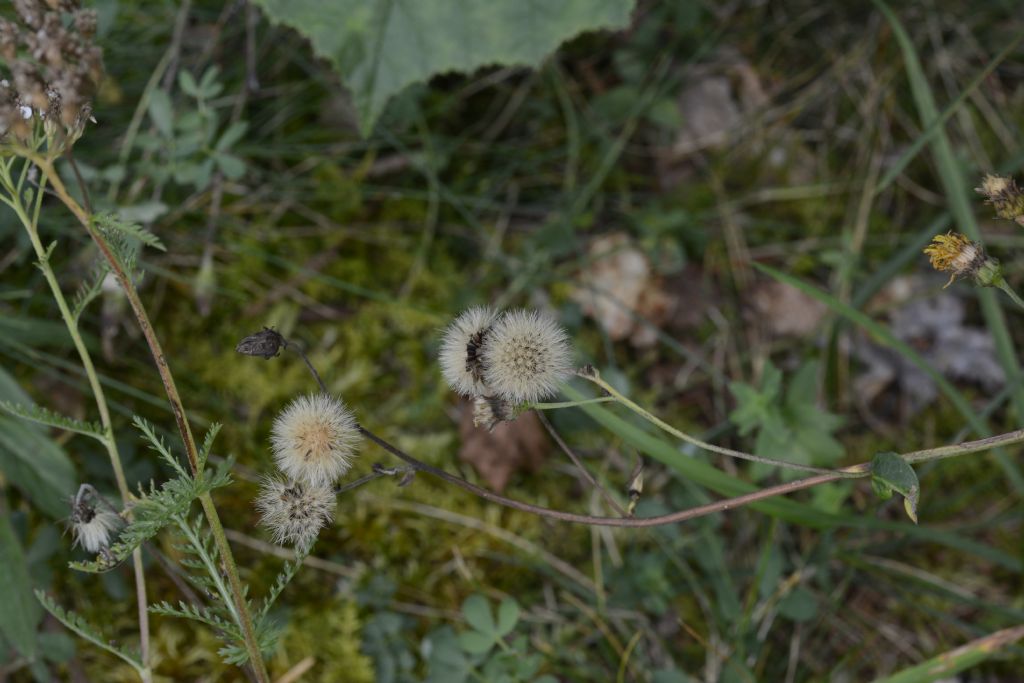 Fiore a me sconosciuto:   Hieracium sp.