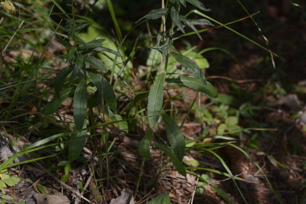 Fiore a me sconosciuto:   Hieracium sp.
