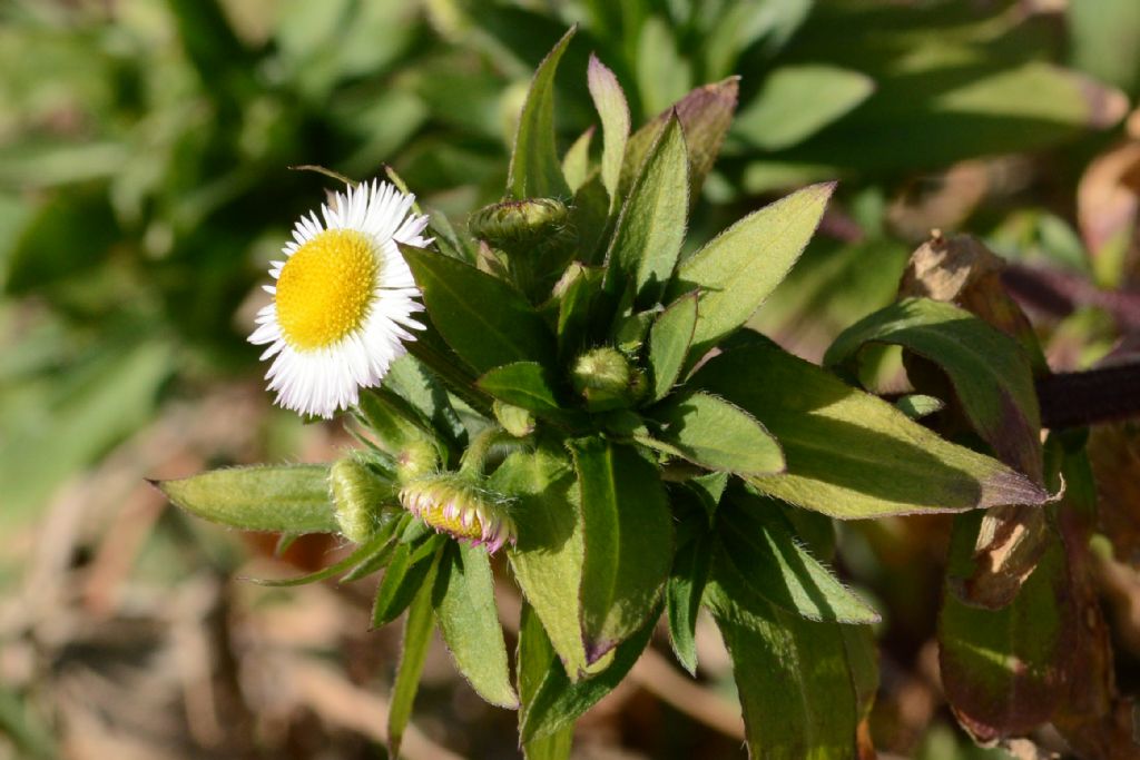 Erigeron annuus