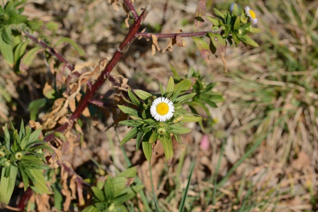 Erigeron annuus