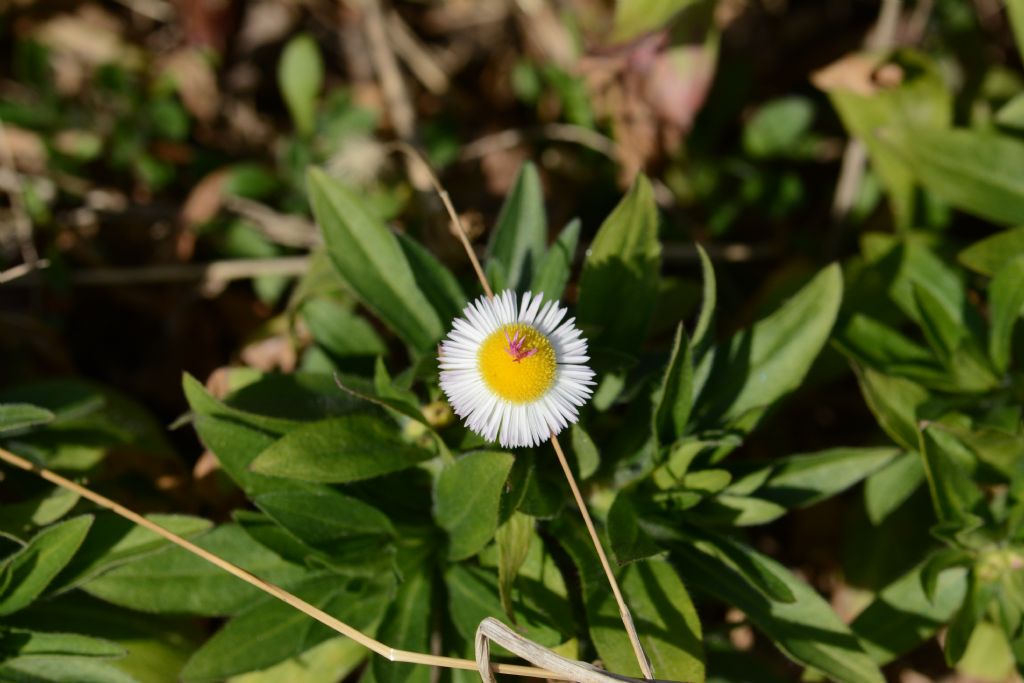 Erigeron annuus