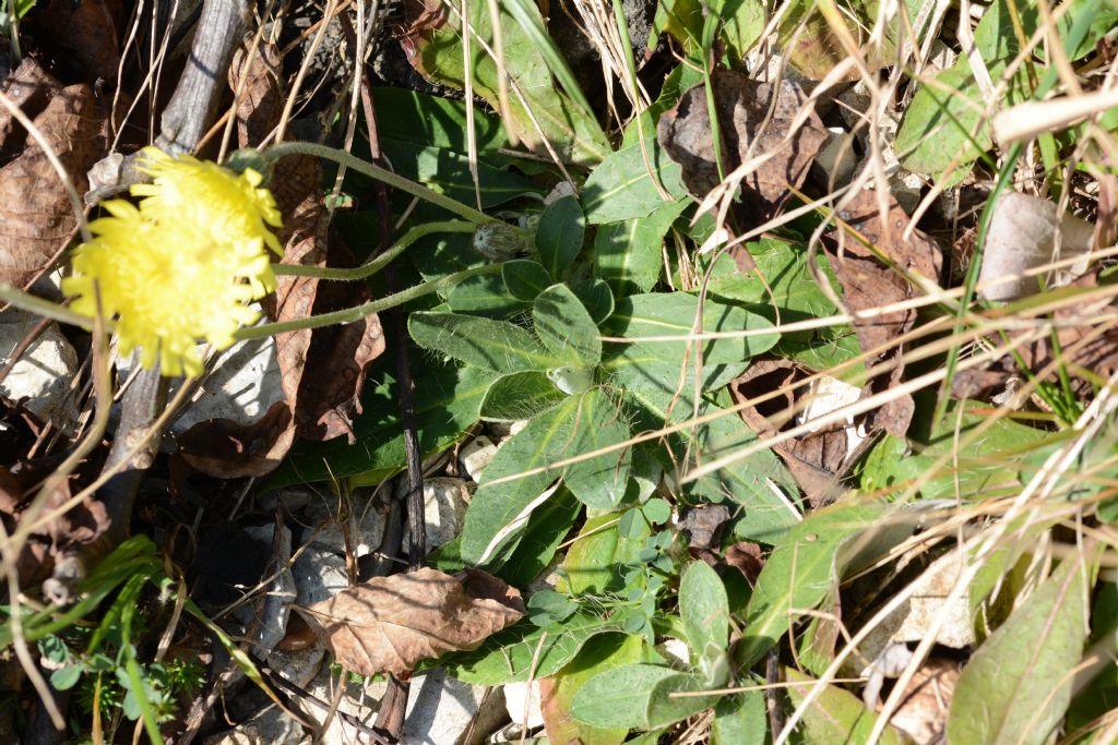 Pilosella officinarum