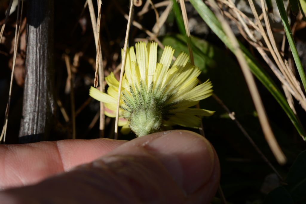 Pilosella officinarum