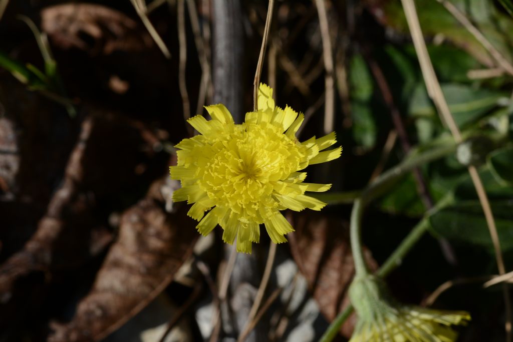 Pilosella officinarum