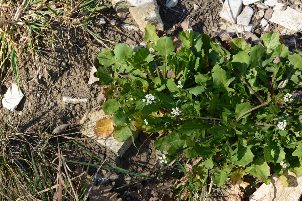 Calepina irregularis (Brassicaceae)
