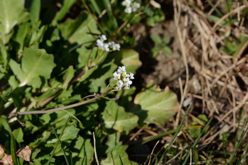 Calepina irregularis (Brassicaceae)