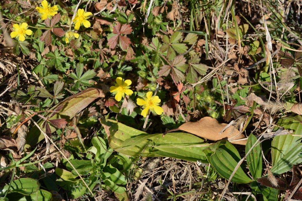 Potentilla verna (Rosaceae)