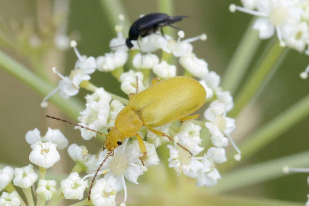 Cteniopus sulphureus per conferma