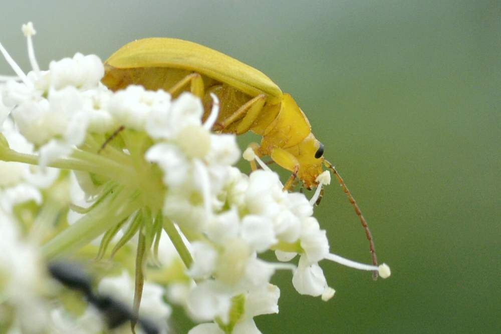Cteniopus sulphureus per conferma