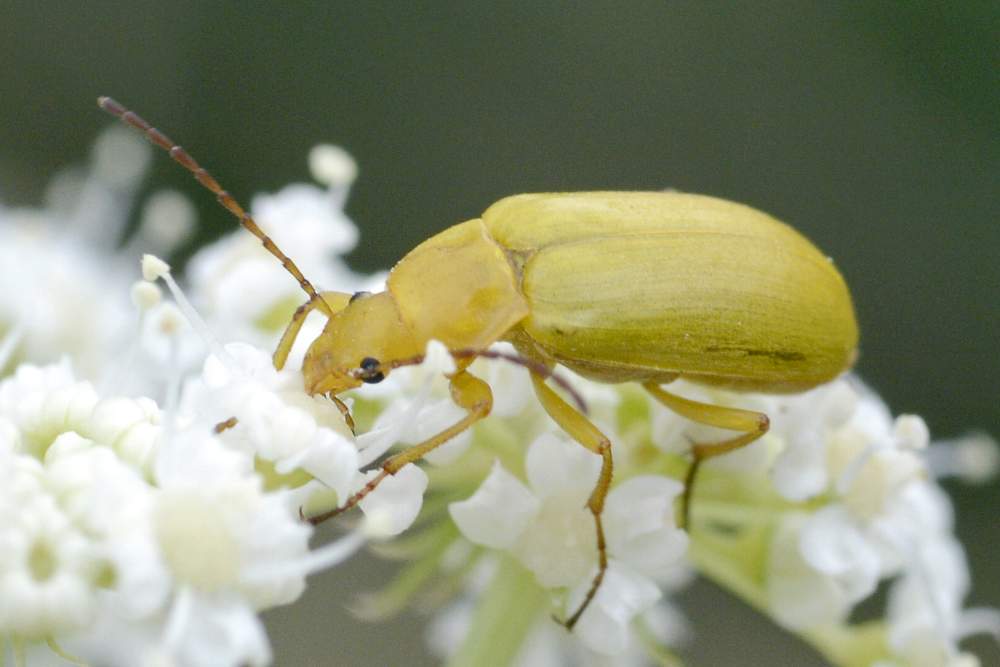 Cteniopus sulphureus per conferma