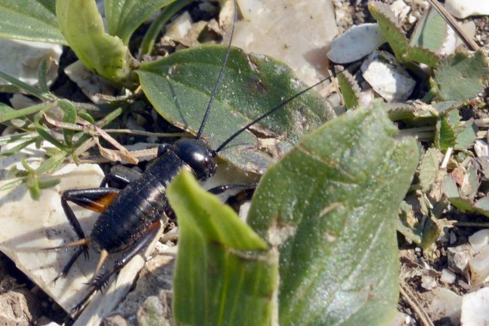 Gryllus campestris da confermare