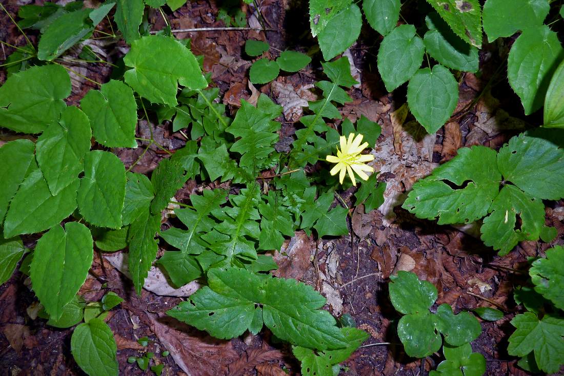 Aposeris foetida / Lattuga fetida