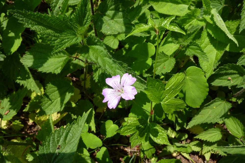 Geranium nodosum
