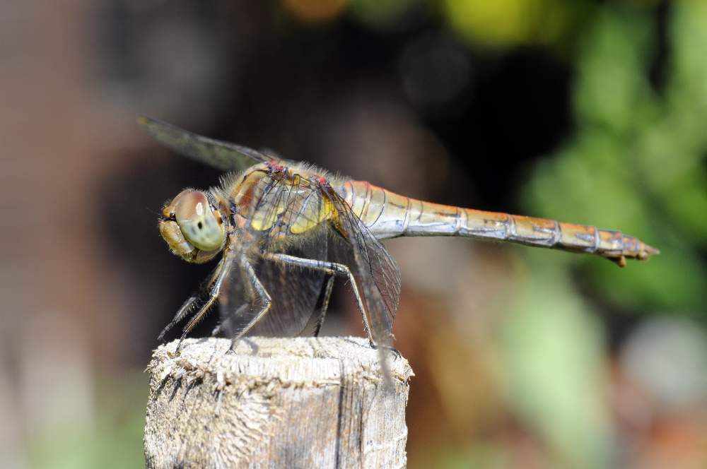 Libellula da ID