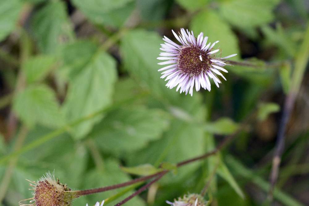Simile a una margherita - Erigeron alpinus