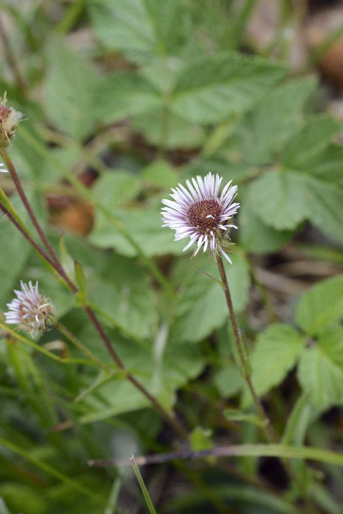 Simile a una margherita - Erigeron alpinus