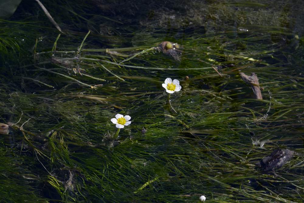 Ranunculus cfr. trichophyllus