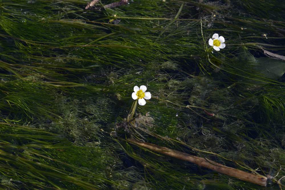 Ranunculus cfr. trichophyllus