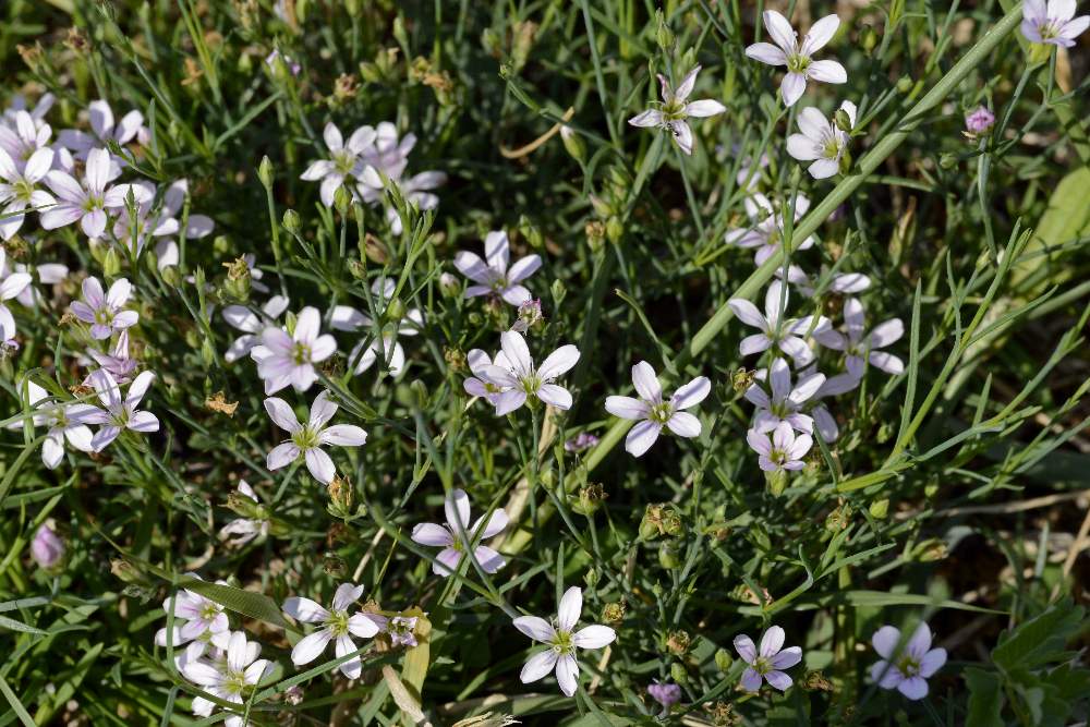 Petrorhagia saxifraga / Garofanina spaccasassi