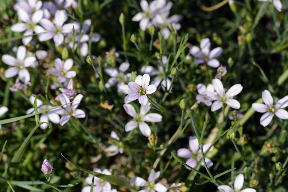 Petrorhagia saxifraga / Garofanina spaccasassi