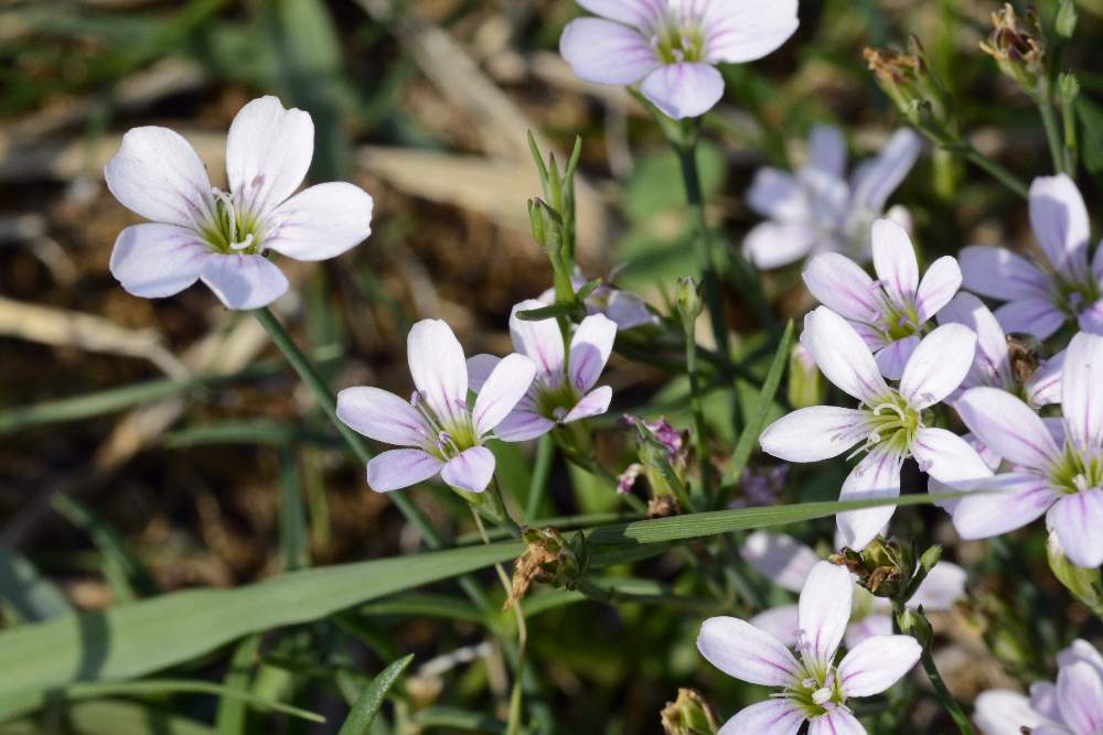 Petrorhagia saxifraga / Garofanina spaccasassi