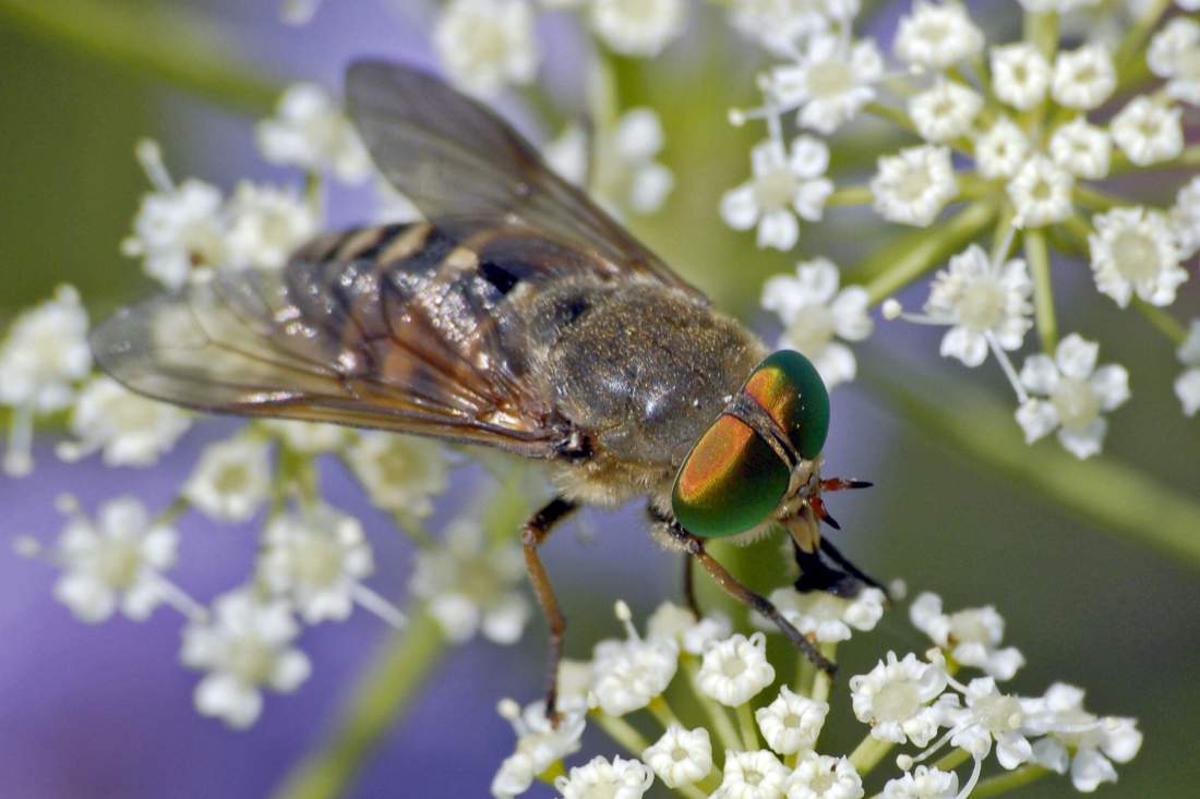 occhi verdi: Tabanus cfr bovinus