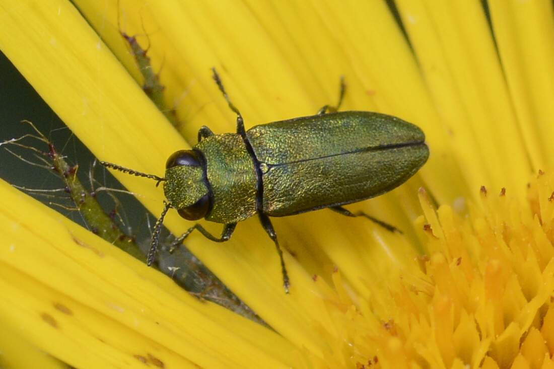 Coleottero da identificare: Anthaxia nitidula
