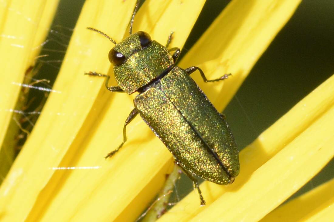 Coleottero da identificare: Anthaxia nitidula