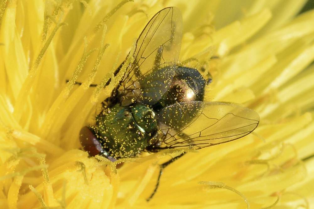 Mosca da ID