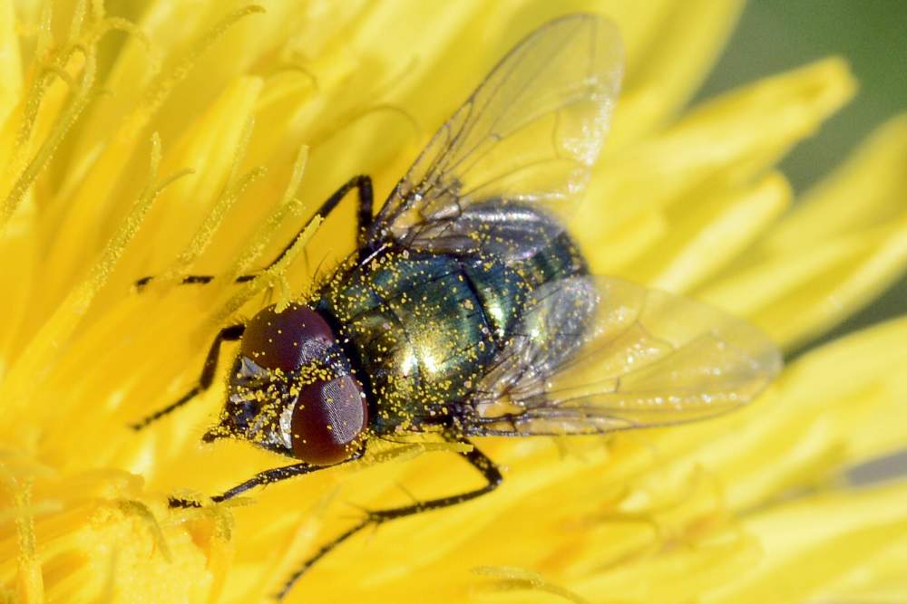 Mosca da ID