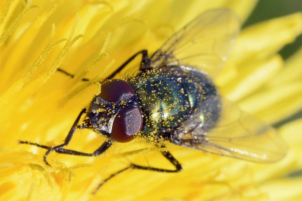 Mosca da ID