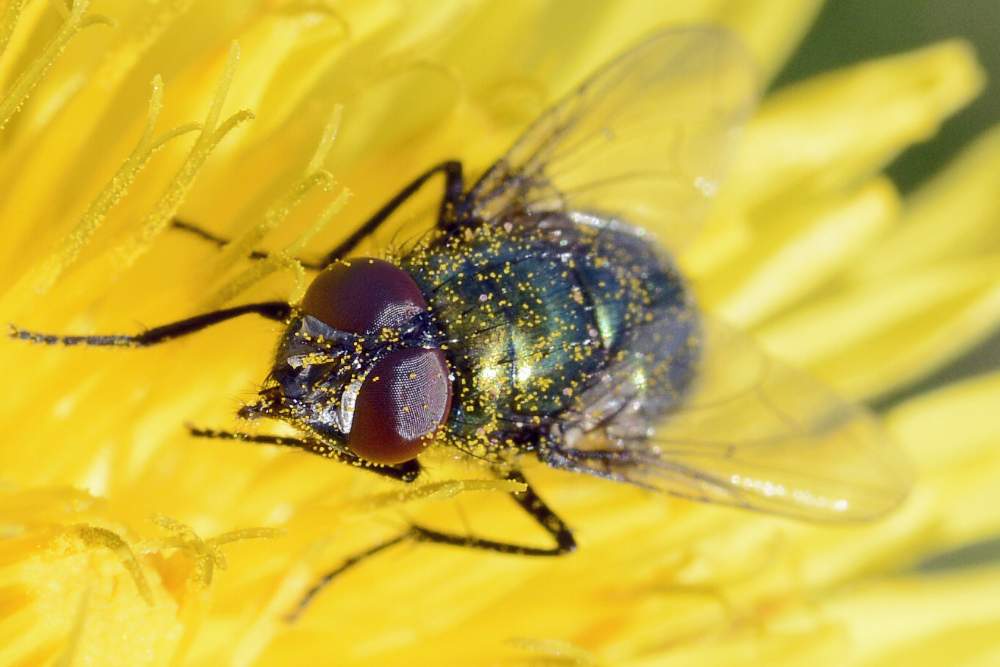Mosca da ID