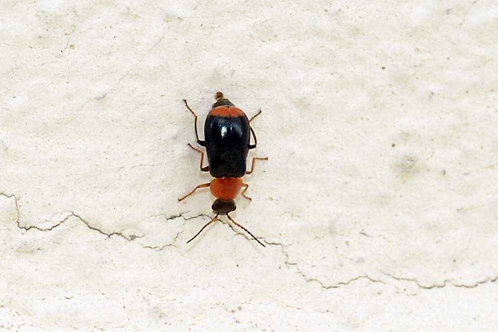Coleottero da identificare: Ebaeus sp.