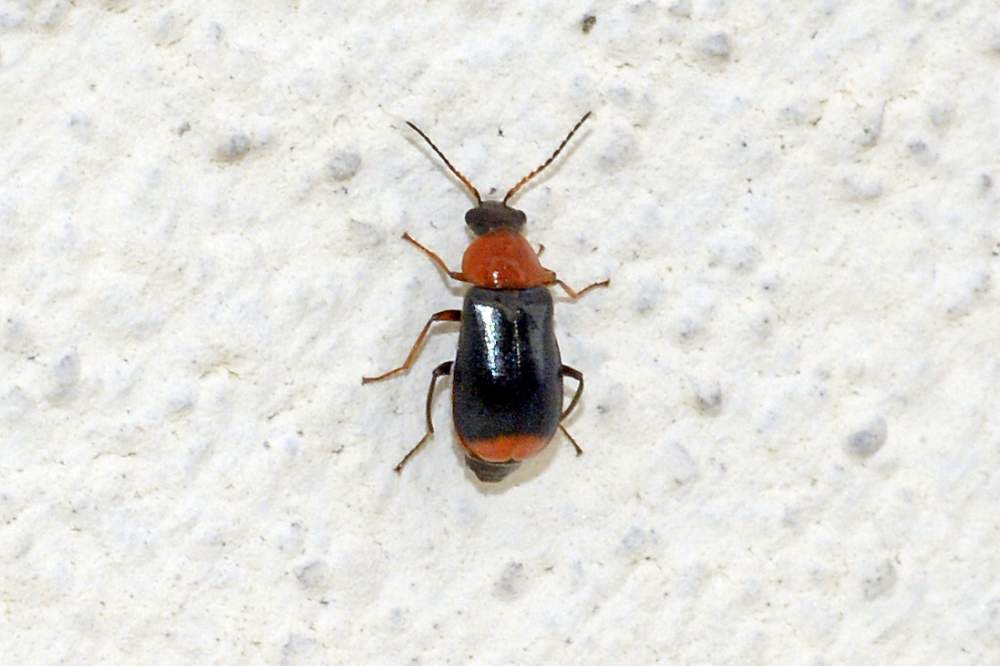 Coleottero da identificare: Ebaeus sp.