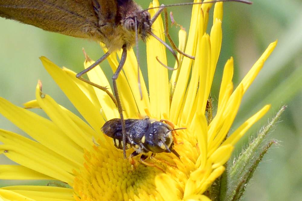 Apidae Megachilinae
