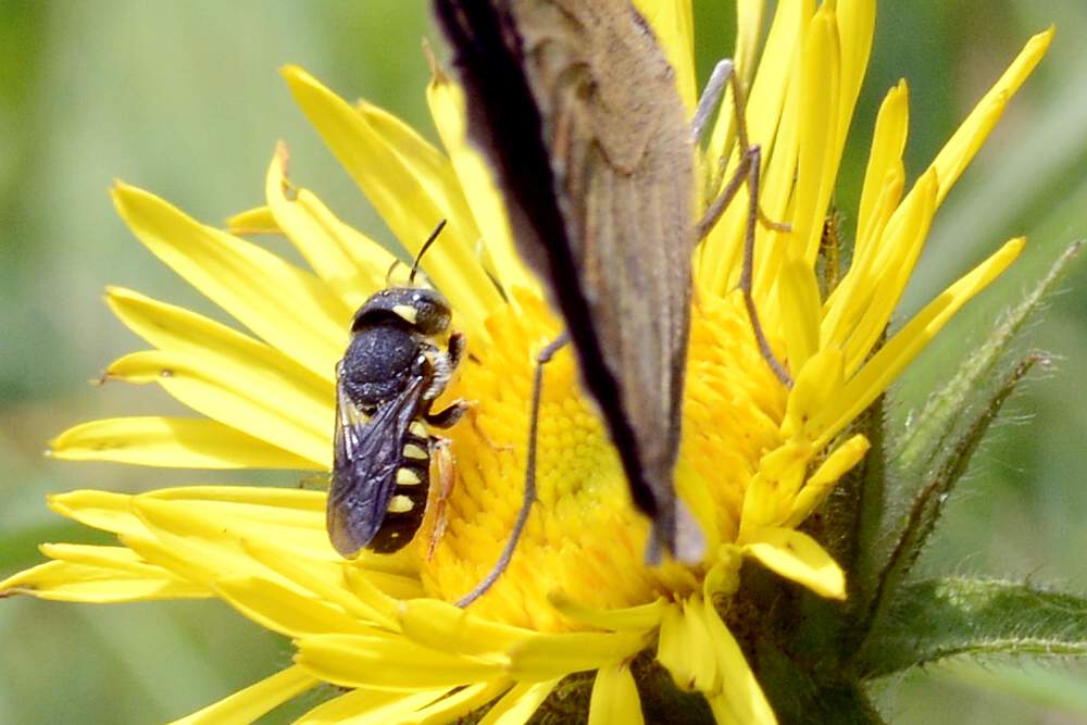 Apidae Megachilinae