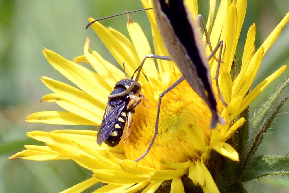 Apidae Megachilinae
