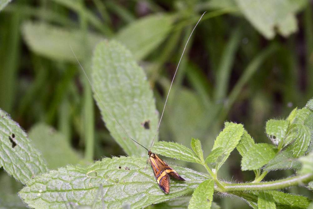 farfallina da ID credo nemophora degeerella forse maschio